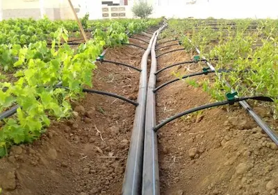 سیستم آبیاری قطره ای